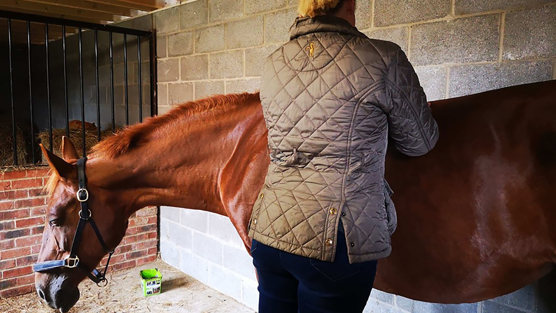 Horse Massage Cannock