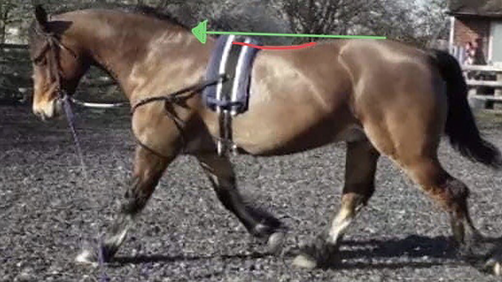 Horse Evenly Developed Muscles and a More Uphill Shape